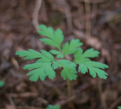 Dicentra formosa