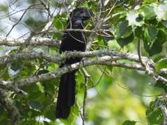 Crotophaga sulcirostris