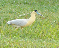 Pilherodius pileatus