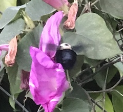 Xylocopa grisescens