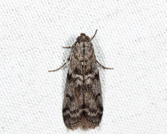 Pyla fusca