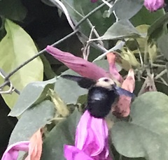 Xylocopa grisescens