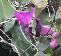 Xylocopa grisescens