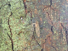 Hyalessa maculaticollis