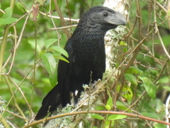 Crotophaga sulcirostris