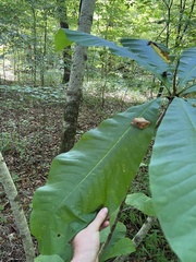 Magnolia tripetala