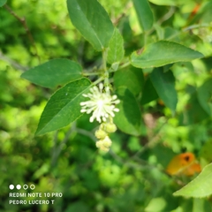 Croton ciliatoglandulifer