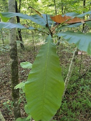 Magnolia tripetala