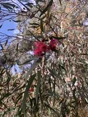 Eucalyptus sideroxylon
