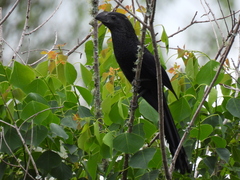 Crotophaga sulcirostris