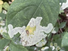 Leucanthiza dircella