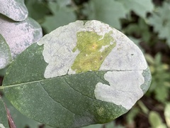 Leucanthiza dircella