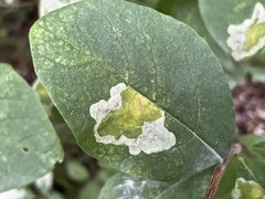 Leucanthiza dircella