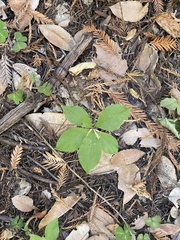 Lysimachia latifolia