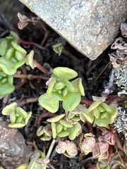 Sedum oreganum