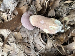 Tylopilus rubrobrunneus