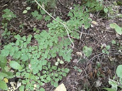 Thalictrum pubescens