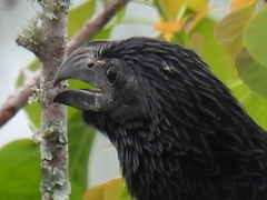 Crotophaga sulcirostris
