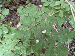 Thalictrum pubescens
