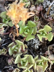 Sedum oreganum