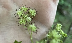 Thalictrum pubescens