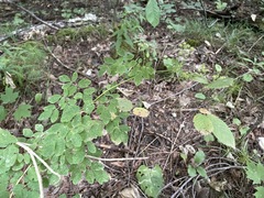 Thalictrum pubescens