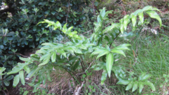 Asplenium oblongifolium