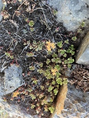 Sedum oreganum