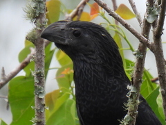 Crotophaga sulcirostris
