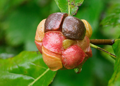 Andricus quercusstrobilanus