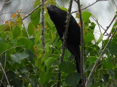 Crotophaga sulcirostris