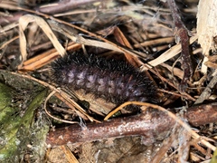 Hypercompe scribonia