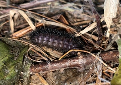 Hypercompe scribonia