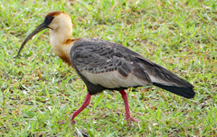 Theristicus caudatus