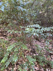 Vaccinium ovatum