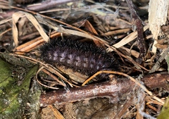 Hypercompe scribonia