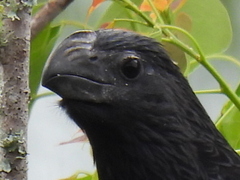 Crotophaga sulcirostris