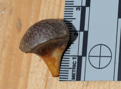 Andricus quercusstrobilanus