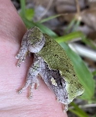 Hyla versicolor