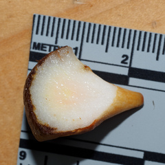 Andricus quercusstrobilanus