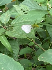 Celastrina