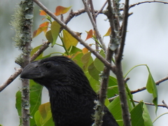 Crotophaga sulcirostris