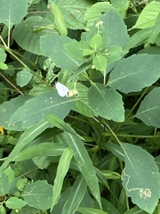 Celastrina
