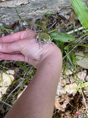 Hyla versicolor