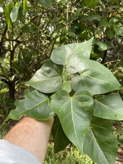 Thespesia populnea
