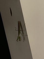 Tenodera angustipennis