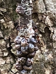 Monophlebidae