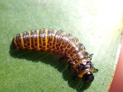 Galerucella nymphaeae