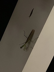 Tenodera angustipennis