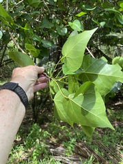 Thespesia populnea